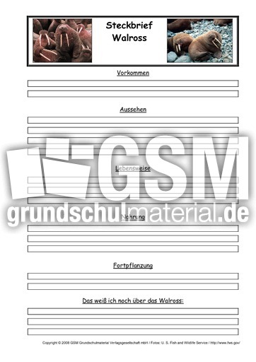 Walross-Steckbriefvorlage.pdf